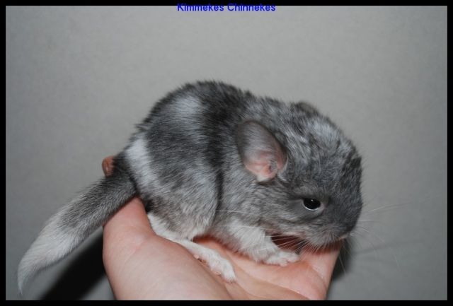 Chinchilla Böckchen - Haustiere - 3850 Wijer