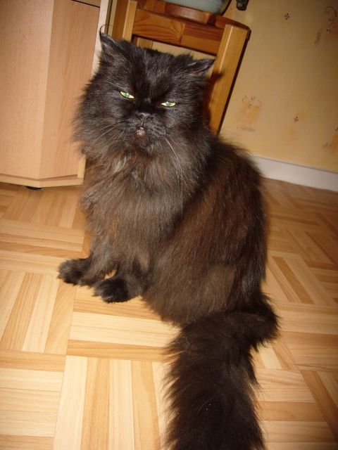 Gebe schweren Herzens unseren Perserkarter ab. - Katzen - Dessau