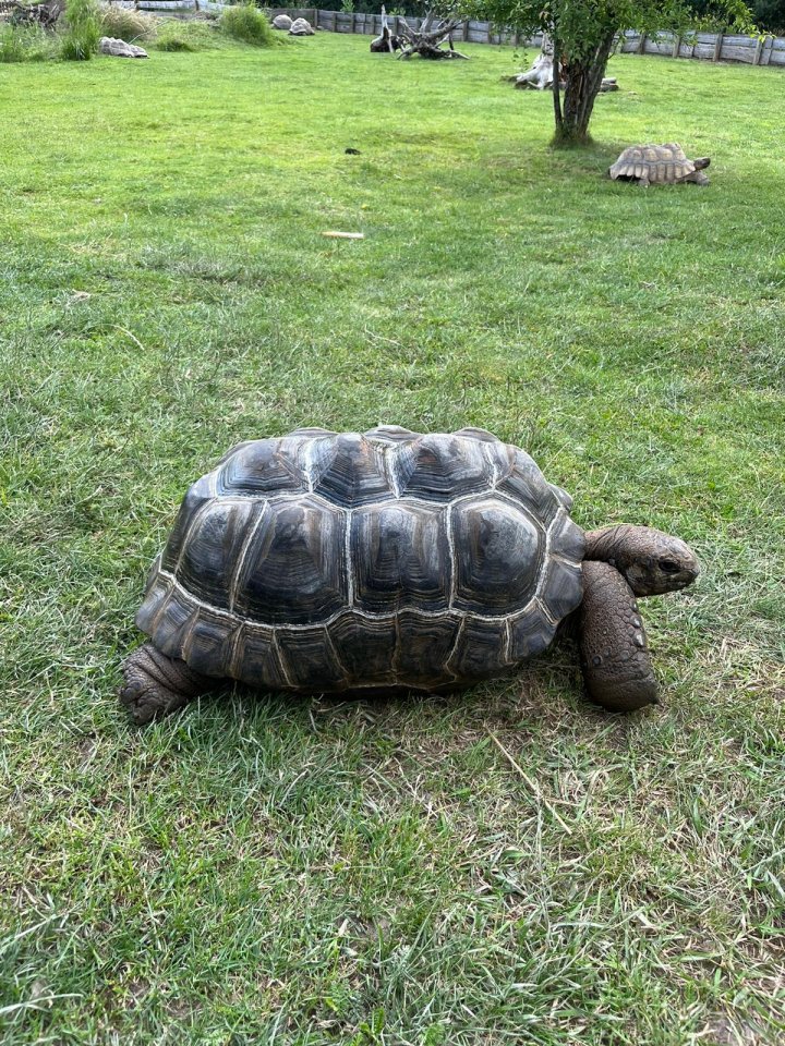 Aldabra Riesenschildkröten - Reptilien - Döbrichau