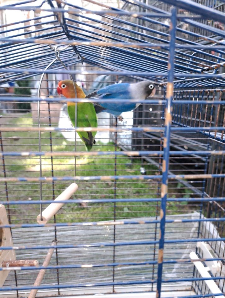 Agapornieden lovebird 2 stuck - Voegel - 46325