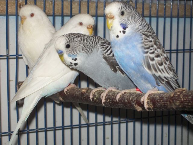 Verkaufe junge, nestjunge und zuchtreife Wellensittiche - Voegel - Heinrichsthal