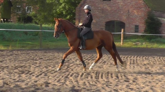 Mecklenburger Warmblutwallach mit viel Qualität!! - Pferde - Göttingen