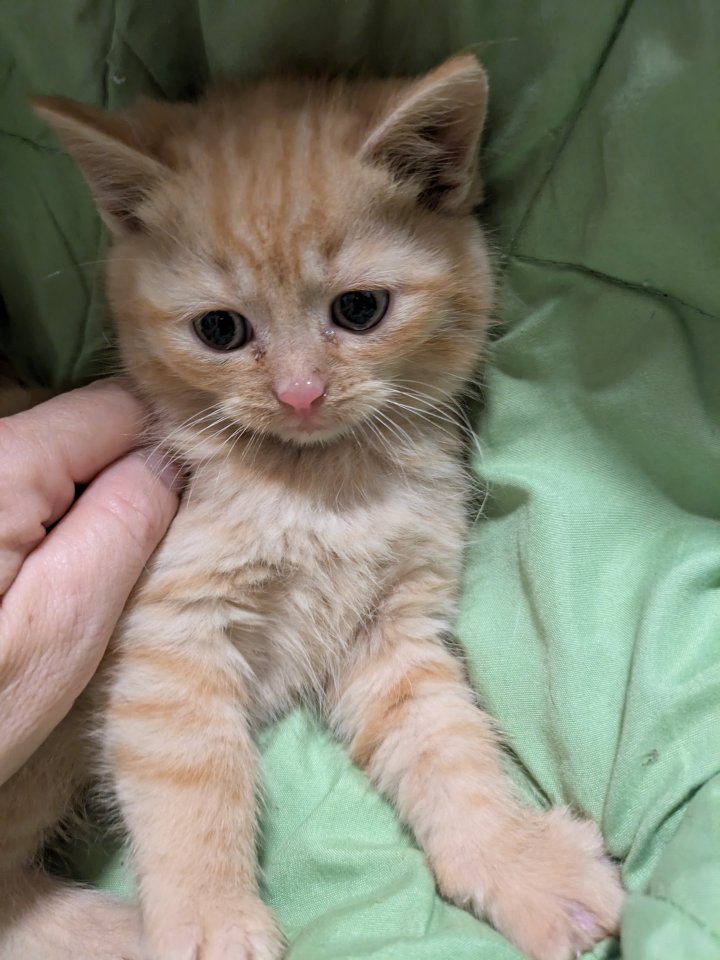 PerserMixKitten weiblich - Katzen - Gerolzhofen