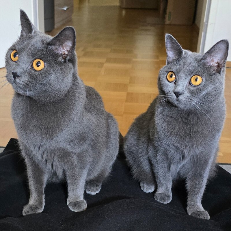 LADY GHOST und MASTER SHAKE werden gemeinsam vermittelt - Chartreux, weiblich/mä - Katzen - Lauf an der Pegnitz