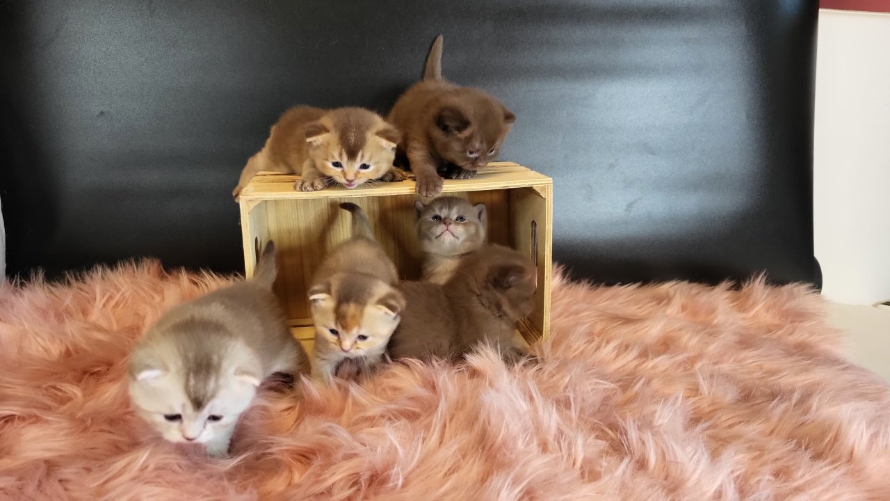 Bkh Kitten in seltener Farben.Stammbaum - Katzen - Berlin