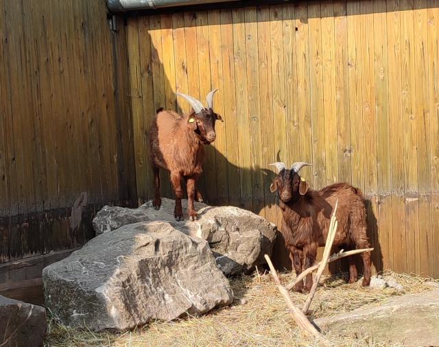 Burenziegen Böcke, Kalahari Red, Bio  - Sonstige Nutztiere - Oberaurach 