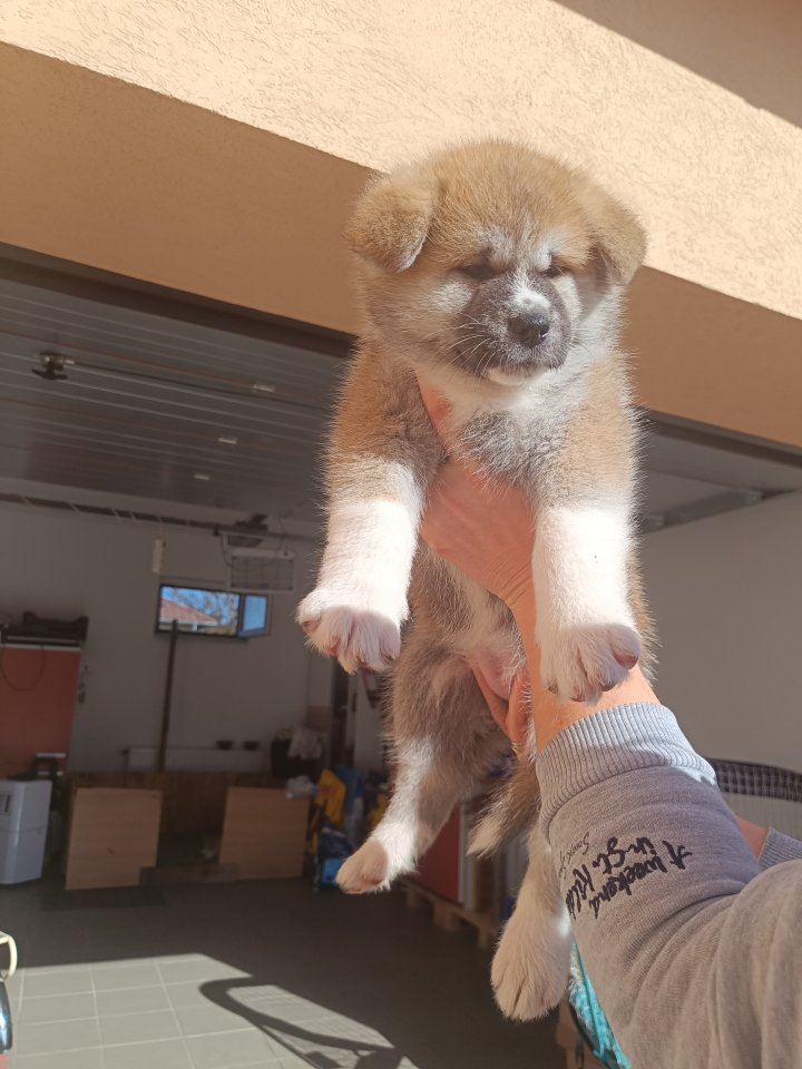 Japanische Akita Inu welpen - Hunde - Debrecen