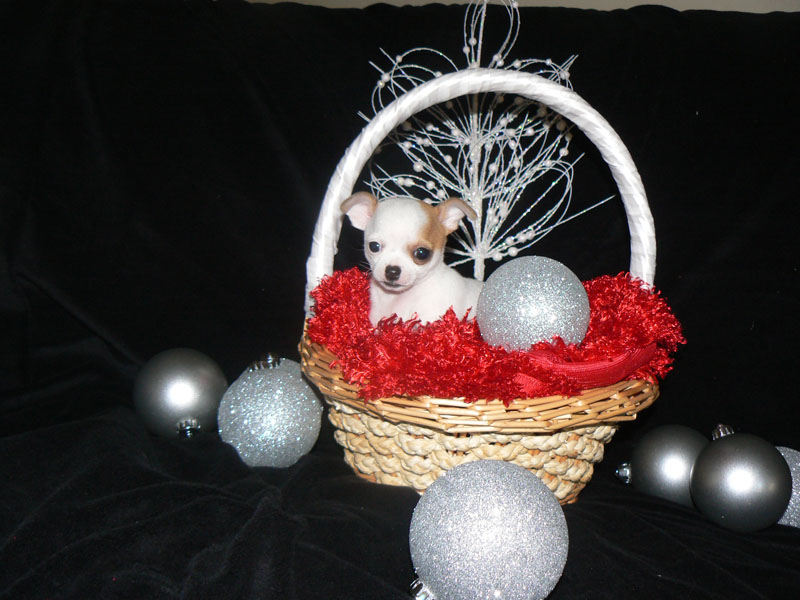 2 süsse reinrassige chihuahua - Hunde - Düsseldorf