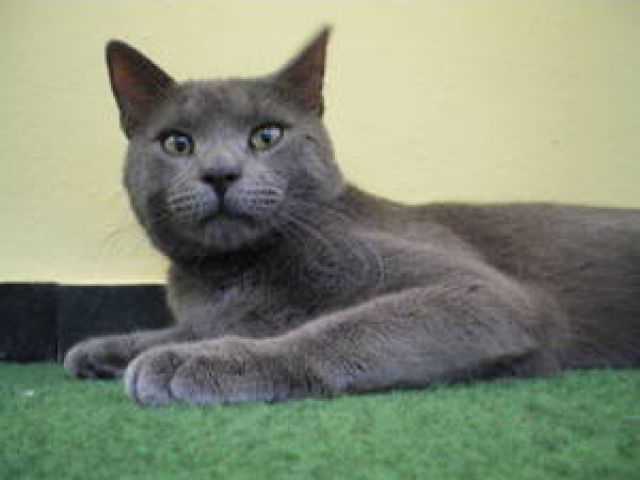 Russisch blau Katerchen  - Katzen - berlin