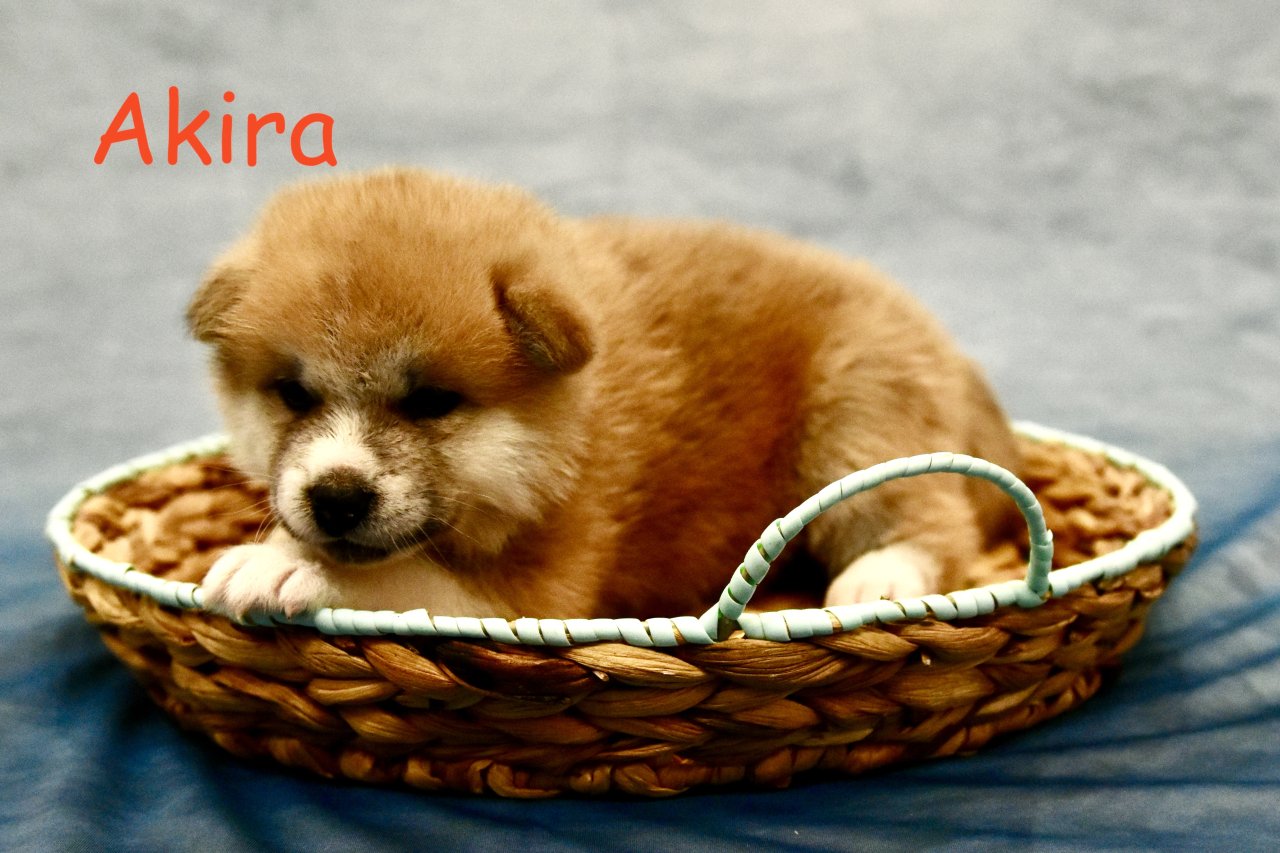 Reinrassige Akita Inu Welpen mit Papieren der Elterntiere - Hunde - Selm