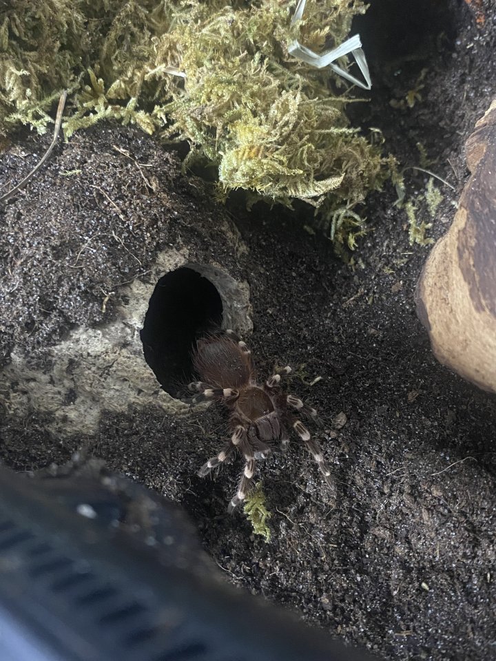 Acanthoscurria geniculata - Insekten - Rheine (Schotthok)