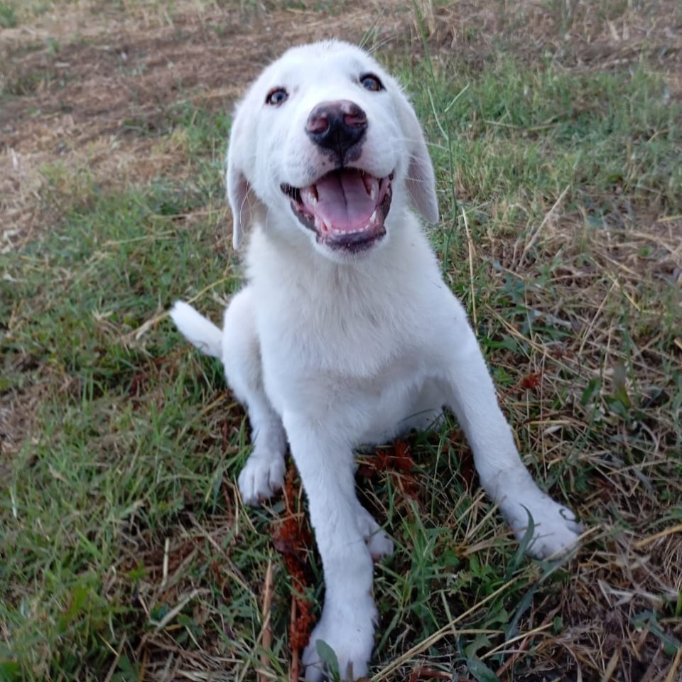 Knut / Status: vorgemerkt - Hunde - Krefeld