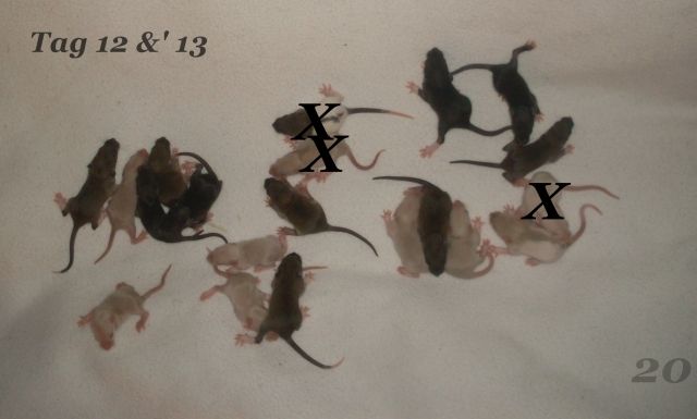 Ratten männlich/weiblich/kastriert abzugeben - Ratten - Stendal