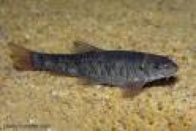 Biete Garra Rufa, Knabberfische, Doctorfische, Kangalfische, größe ca 3-5 cm - Fische - Schwerte