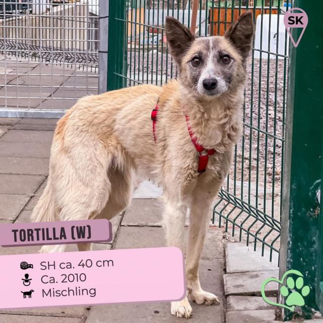 Tortilla...ist eine tolle, aktive und verspielte Hundedame - Hunde - Hünfelden