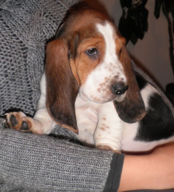 Wunderschöne reinrassige Basset Hound Welpen suchen ein liebevolles Zuhause