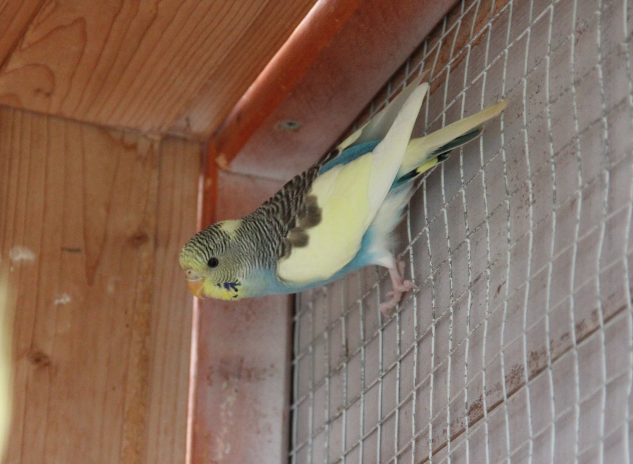 Junge Wellensittiche............. - Voegel - Erkelenz