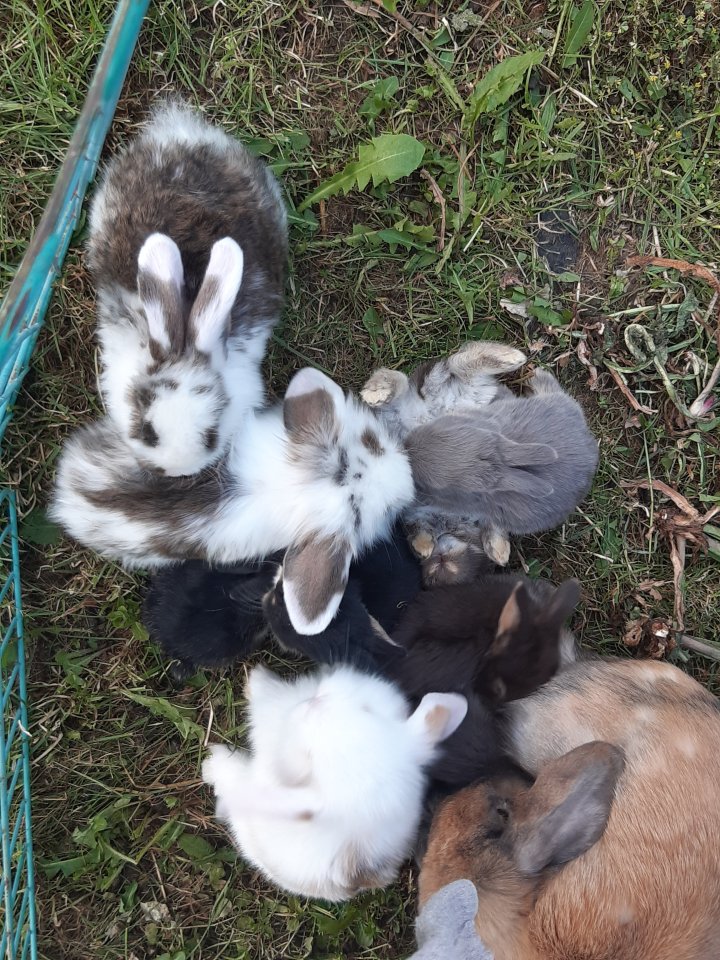 Zwergwidder & Löwenwidder - Nachwuchs vorhanden - Nagetiere - Bissingen