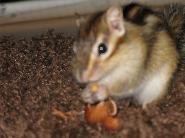 Verkaufe junges,zahmes streifenhörnchen männlich,aus zeitgründen,super niedli - Nagetiere Allgemein - kiel