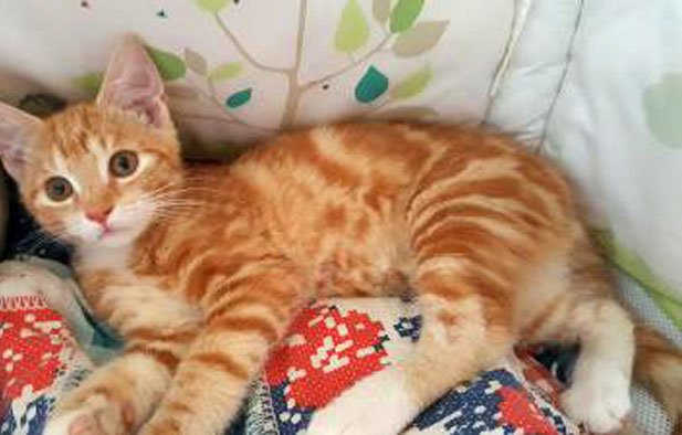 Mischlingskatzen Kitten BHK Mix - Katzen - Reinstädt