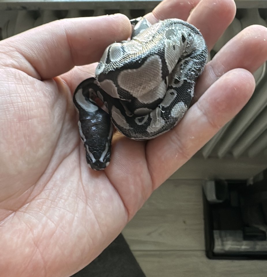 Verschiedene Königspythons zur Abgabe - Reptilien - Heidenheim