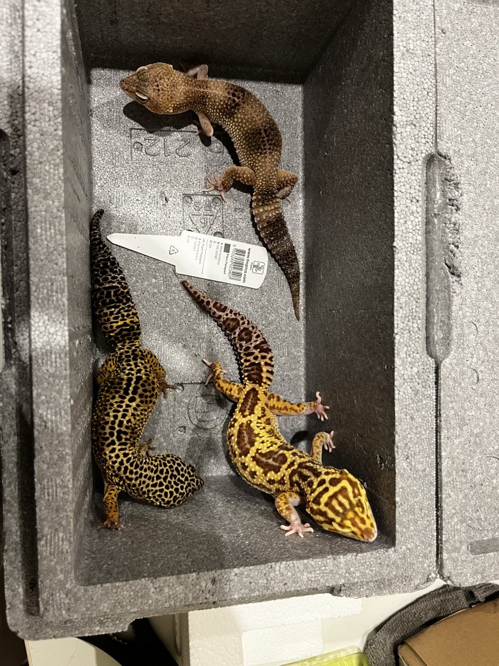 3 neugierige Leopardgeckodamen - Reptilien - Schwalmtal