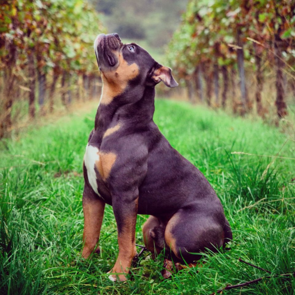 ? Deckrüde Old English Bulldog – Bruno von Baden, 5 Jahre ? - Hunde - Ispringen