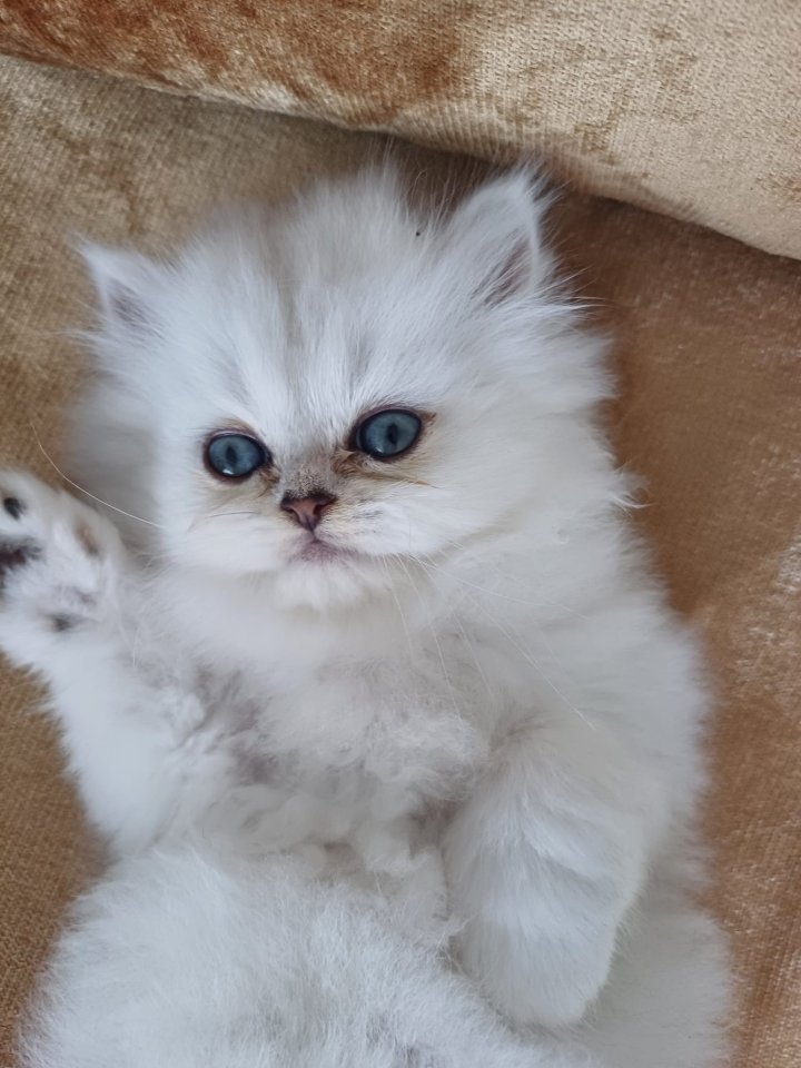 Reinrassige Perserbabys - Katzen - Rüsselsheim