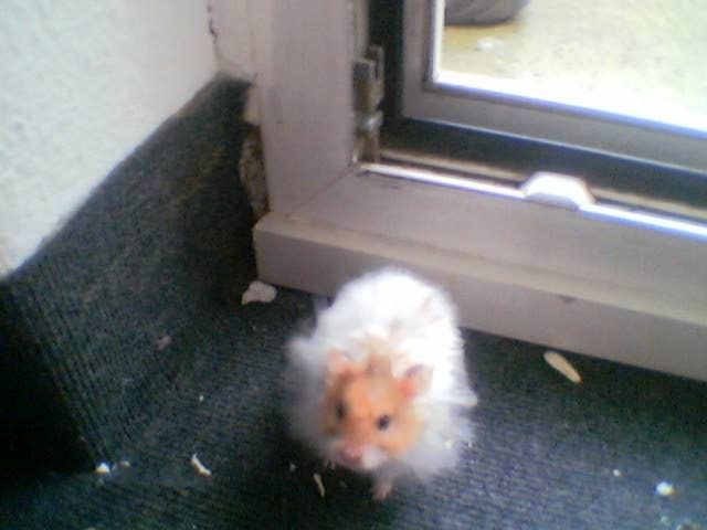 2 süße Theddyhamster zu Verkaufen + Käfig - Hamster - Norderstedt