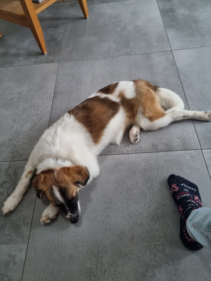 Mischlingshündin sucht neues Zuhause - Hunde - Tremsbüttel (22967)