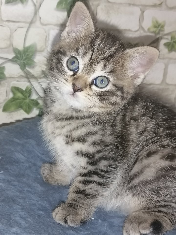 BKH Baby’s Katzen ab 04.07.24 abholbereit - Katzen - Mechernich