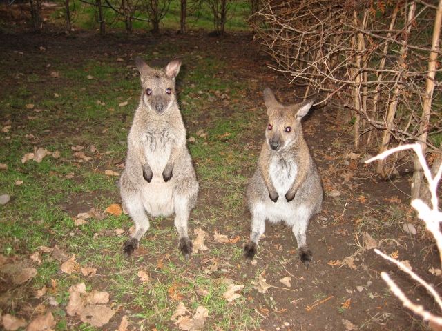 Bennett Känguru Wallaby  - Sonstige Haustiere - Trent