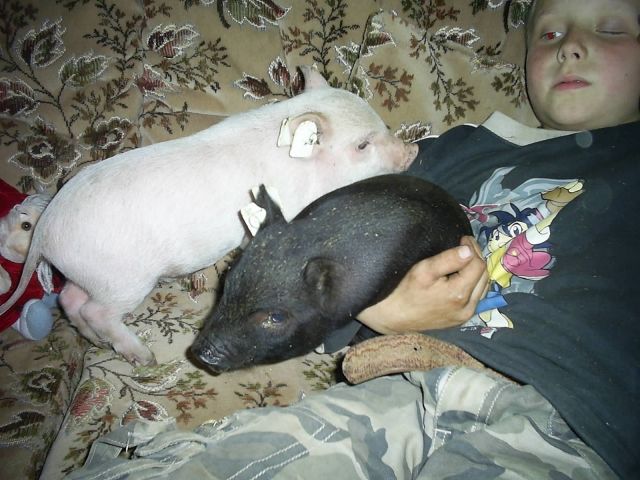 Süße kleine Minischweine für Haus, Hof und Garten!!!!!!!!!!!!!!!!!!!! - Haustiere - Werther