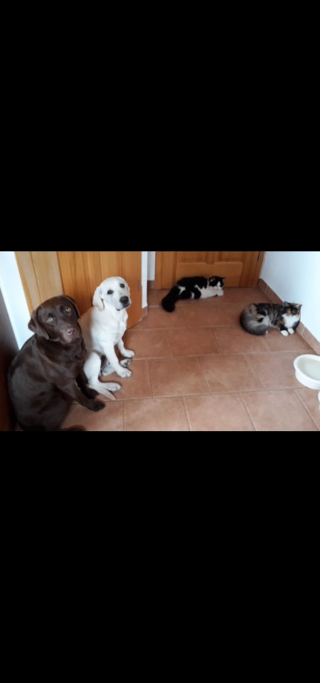 Verkaufe schöne Labrador Welpen - Hunde - Parsberg