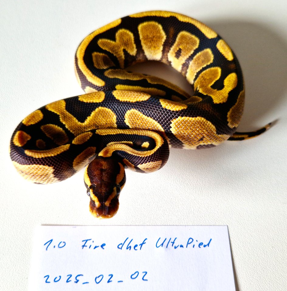 Königspython 1.0 Fire dhet Ultramel Piebald - Reptilien - 73728 Esslingen am Neckar - Stadtmitte (Baden-Würt