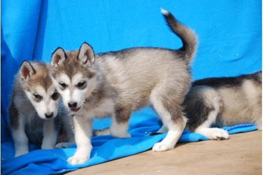 TYPVOLLE SIBERIAN HUSKY WELPEN AUS SERIÖSER HOBBYZUCHT MIT HERZ & VERSTAND - Hunde - Ditzingen