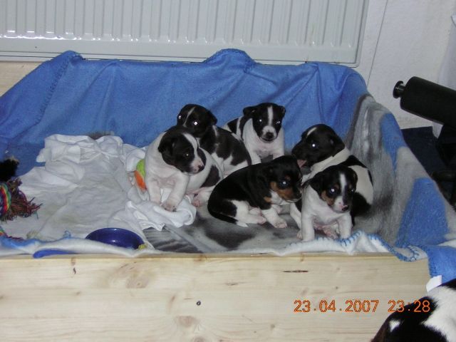 Jack Russel Welpen - Sonstige Haustiere - ubstadt-weiher