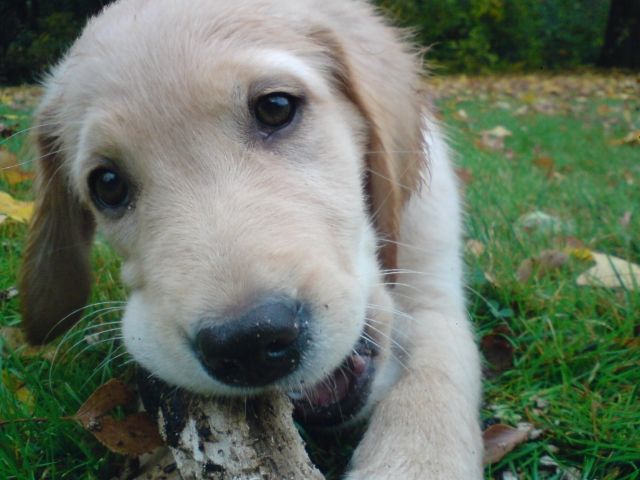 Liebevolle Tiersitterin hat noch Termine frei! - Zubehoer für Haustiere - Hamburg-Bramfeld