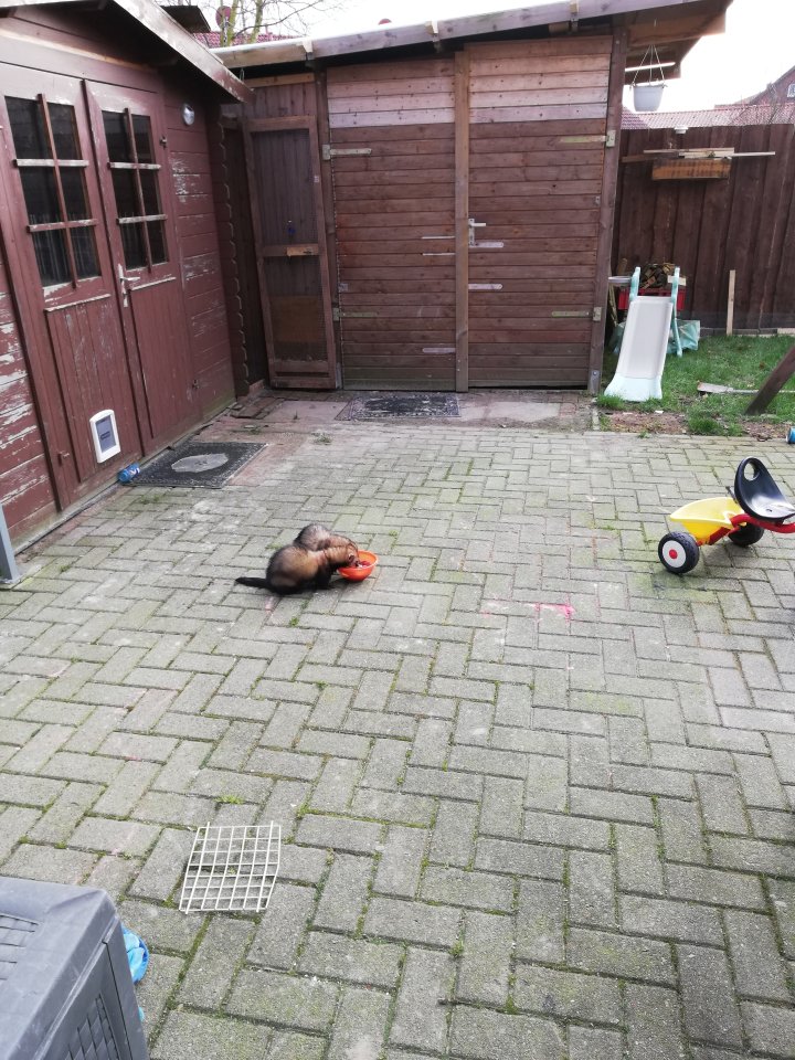 Zwei süße Frettchen Brüder - Nagetiere - Wangerland