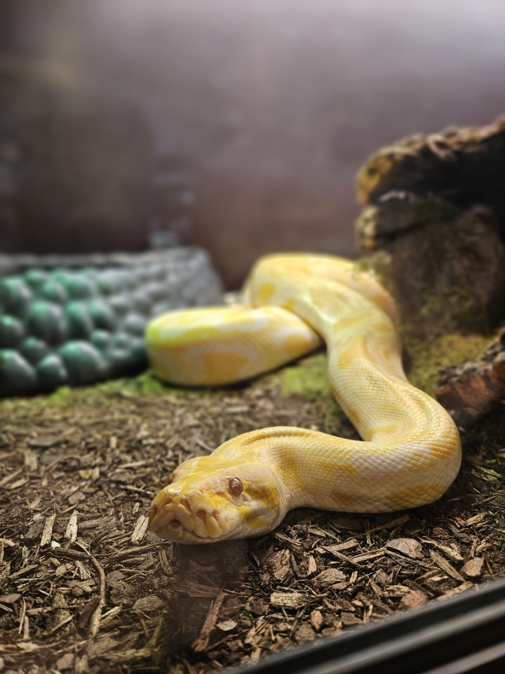 Albino Tigerpython 4 Jahre alt zu Verkaufen - Reptilien - Köln