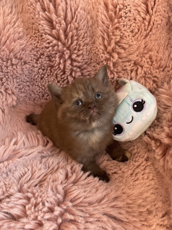 Britisch Kurzhaar BKH Katzenbaby Kätzchen Bicolor Chocolate Torty weiß-schwarz w - Katzen - Augustdorf