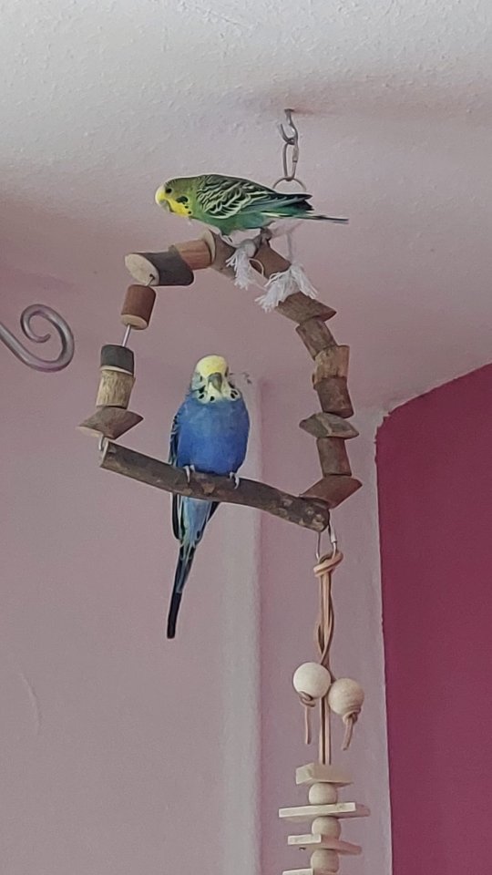 Wellensittiche zu verschenken - Voegel - Jena