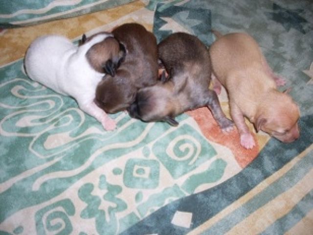 3 süsse Chihuahuawelpen suchen noch ein neues liebevolles zu Hause - Hunde - Fulda
