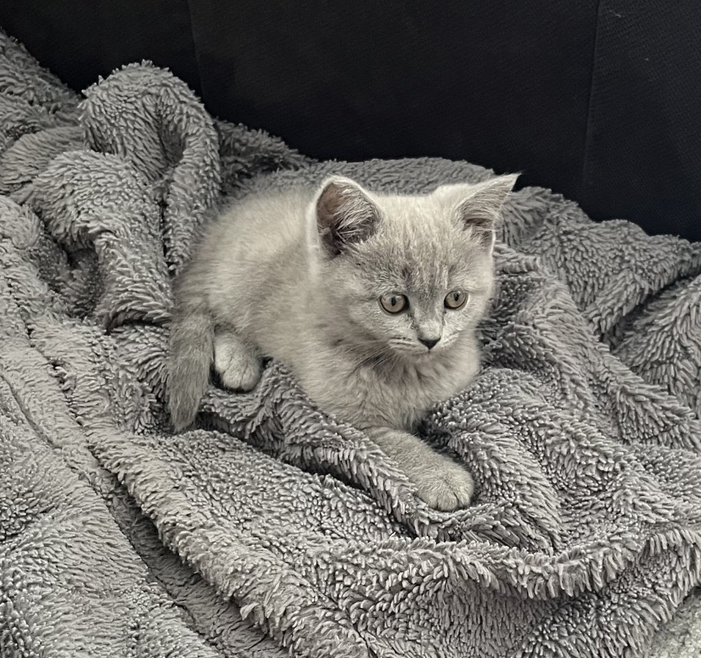 BKH Kitten Blue Katzenbaby grau - Katzen - Sindelfingen