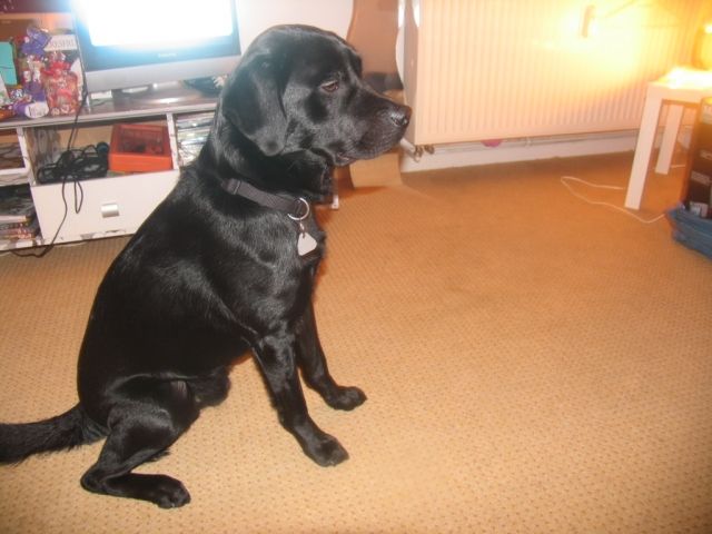 Labradormix abzugeben - Hunde - Braunschweig