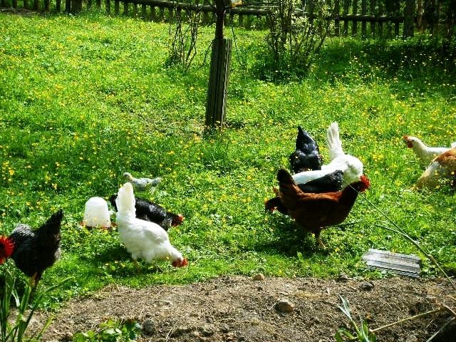 Bruteier bunt sortiert von unseren Legehühnern - Nutztiere - Lunzenau