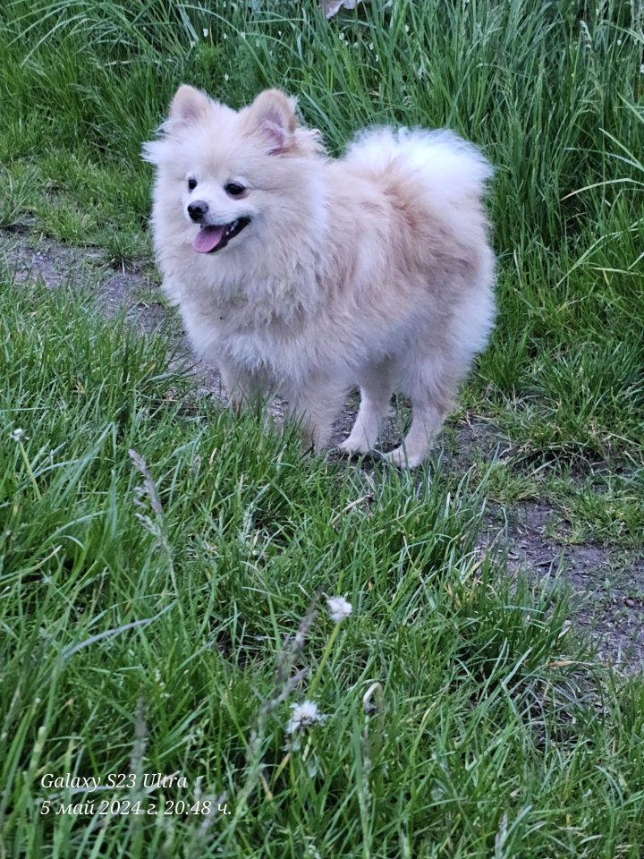 Pomeranian Pomerian Zwergspitz Bruder und Schwester Welpen suchen ein liebervoll - Hunde - Wolken