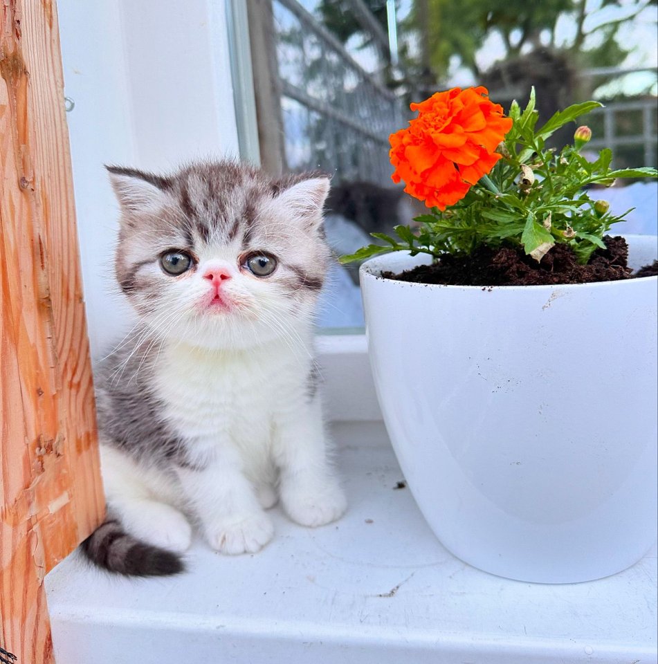Exotic Shorthair Kitten (männlich): Fibie sucht eine neue Familie - mit Stammbau - Katzen - Köln