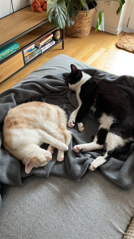 Zwei zuckersüße Katzen - Katzen - Regensburg