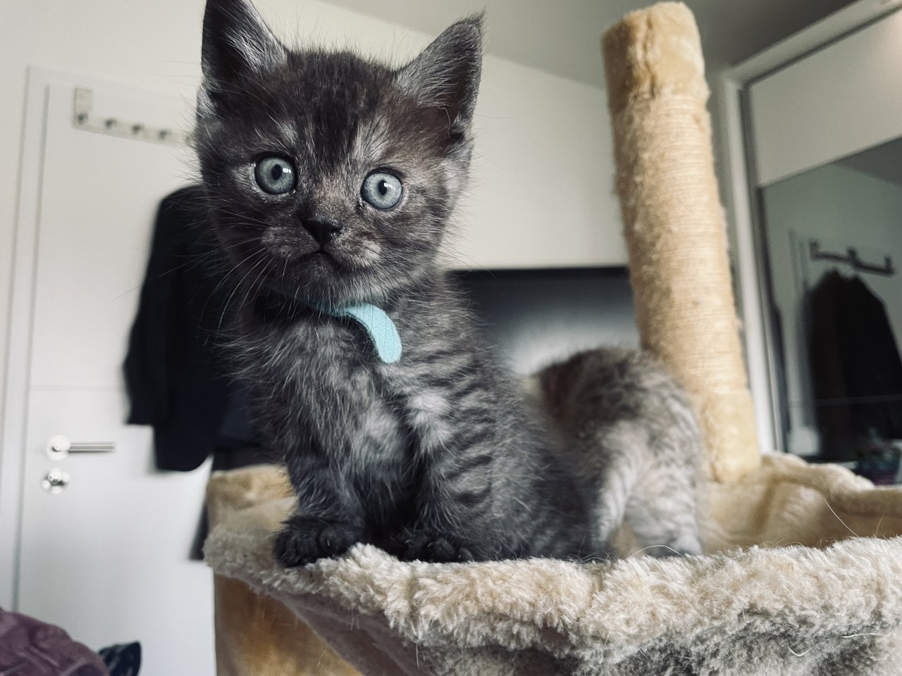 Noch 5: BKH/BLH Mix Kitten - Katzen - Ingolstadt 